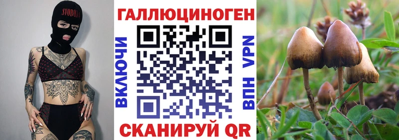 Купить закладки  Бежецк  Псилоцибиновые грибы Magic Shrooms 